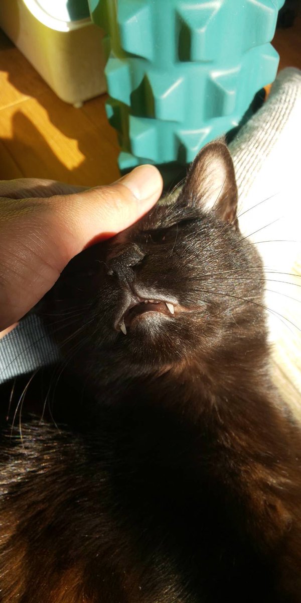 おはようございます😁💕

なでなでにウットリな

あんこさんです✨

キバ見えとる🥰 https://t.co/1jpu348pCJ