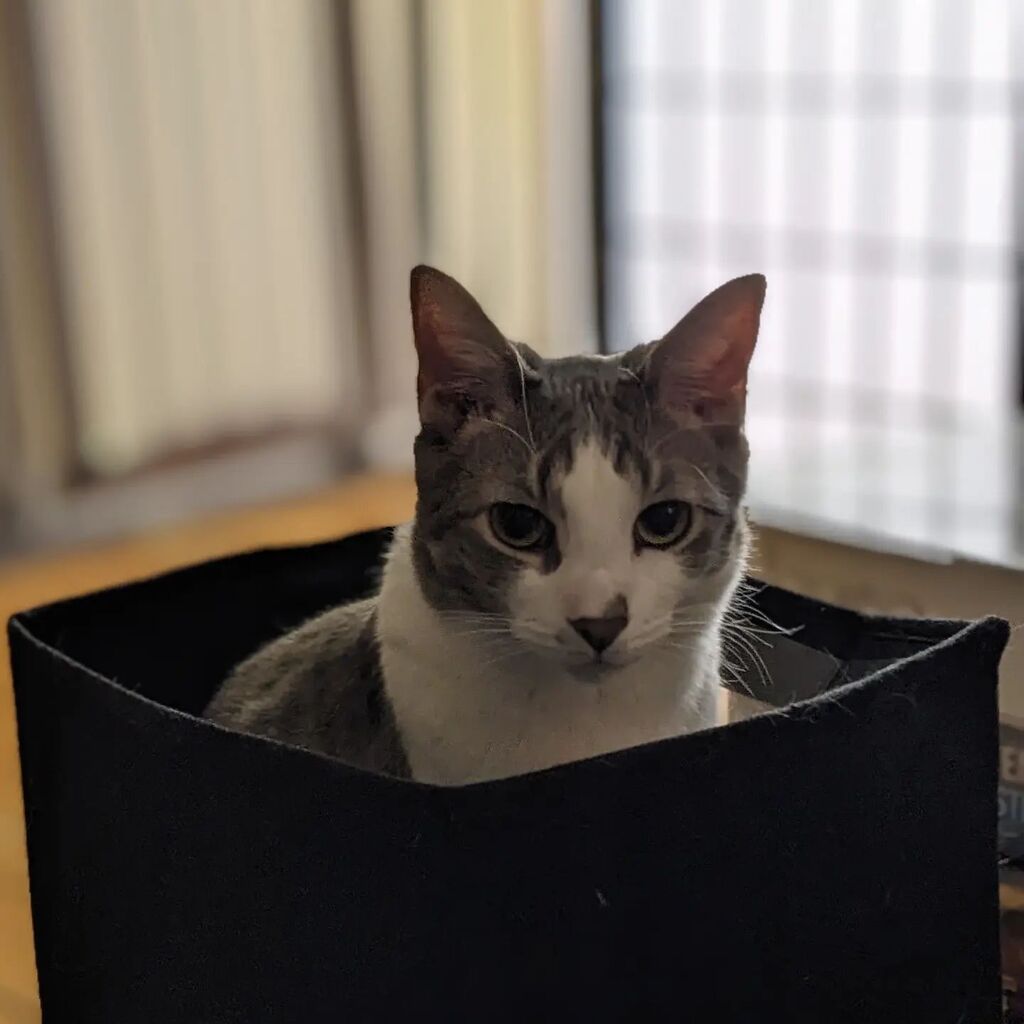 EllessTea's tweet photo. Blano figured out that the empty tote is a box #boxblano #kitty https://t.co/Yq0u06Zdit https://t.co/CB1Ub73fIl