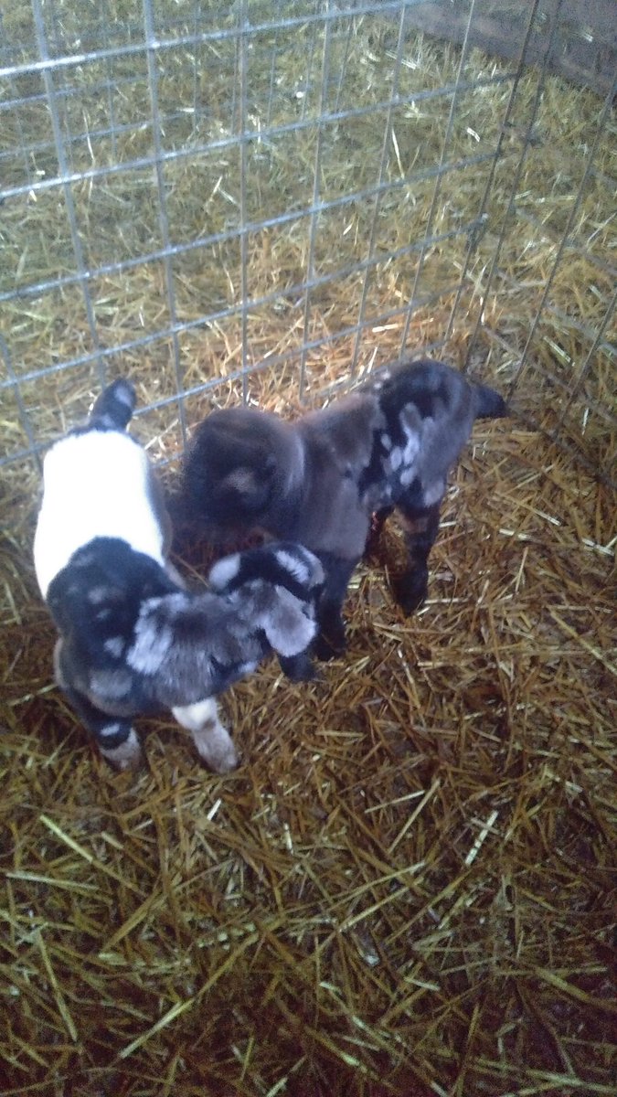 Is this how it works <a href="/coleman_peanut/">Peanut Coleman</a> ? Post cute goat kids?