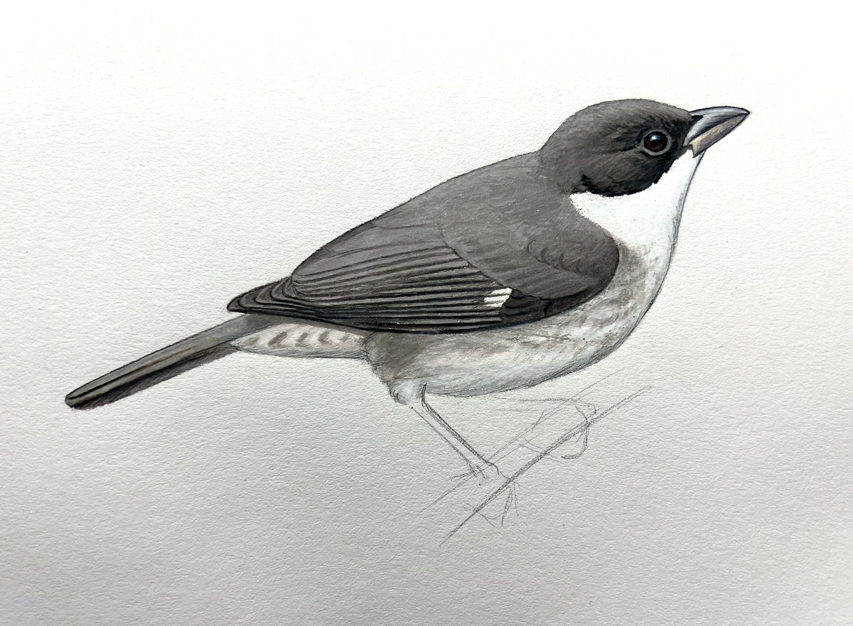 POV: you’ve just drawn a perfectly acceptable bird and you’re about to ruin it because bird feet are impossible for all but like 6 artists on the planet.