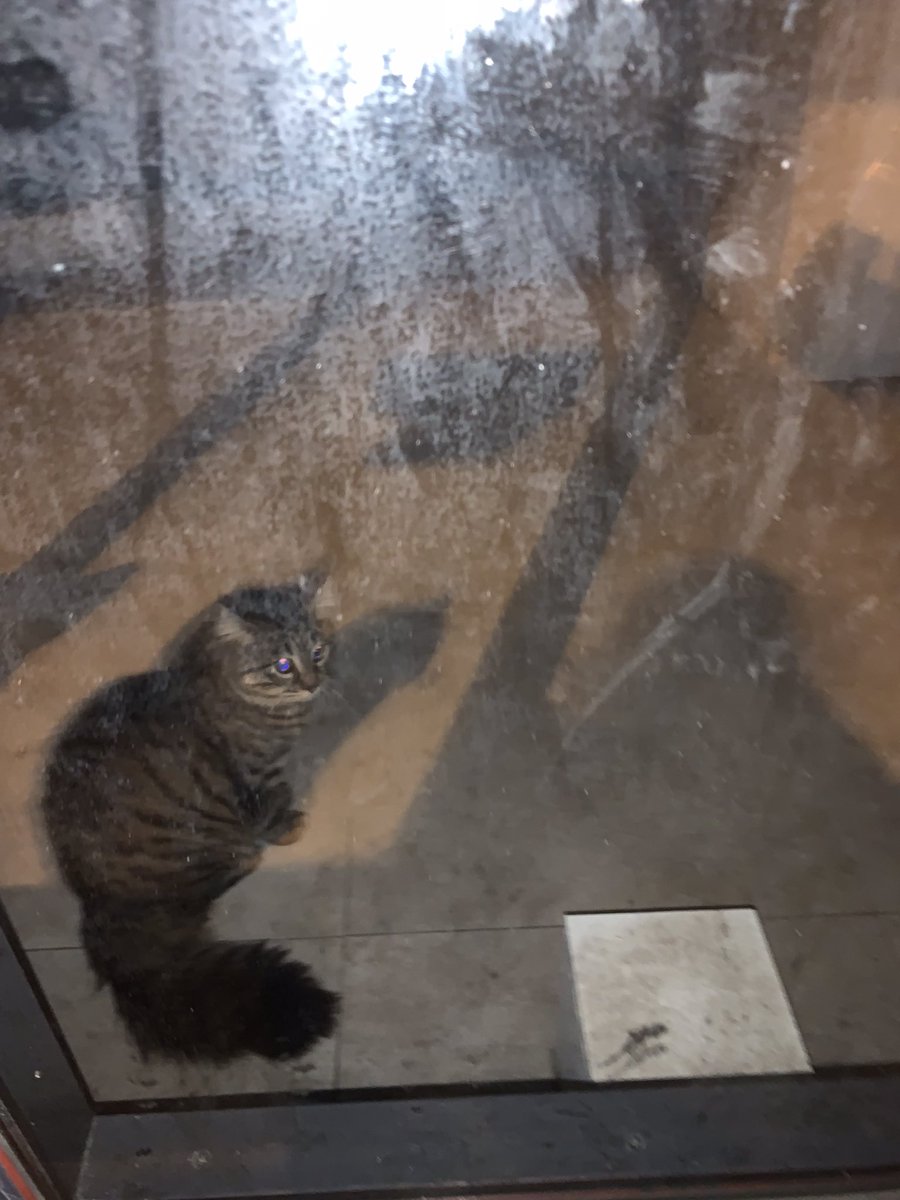 VertPivoine's tweet photo. Dans ce local vide, ancienne boutique NOX @mairie15 un chat vit seul. Il miaule, recherche la compagnie. Un num de téléphone arraché 06624299.. @SPA_Officiel @prefpolice un habitant le dit que cela fait des semaines qu’il est seul… #RT SVP @courbet_julien https://t.co/cMFILPUGC5