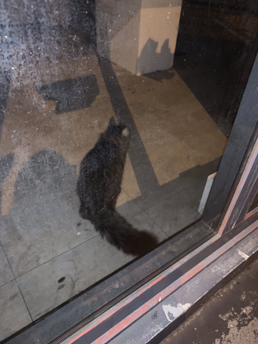 VertPivoine's tweet photo. Dans ce local vide, ancienne boutique NOX @mairie15 un chat vit seul. Il miaule, recherche la compagnie. Un num de téléphone arraché 06624299.. @SPA_Officiel @prefpolice un habitant le dit que cela fait des semaines qu’il est seul… #RT SVP @courbet_julien https://t.co/cMFILPUGC5