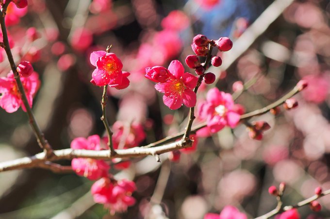 艶やかな紅梅。梅は咲き始めの頃のコロコロとまんまるい蕾が混在している眺めが好きです。 