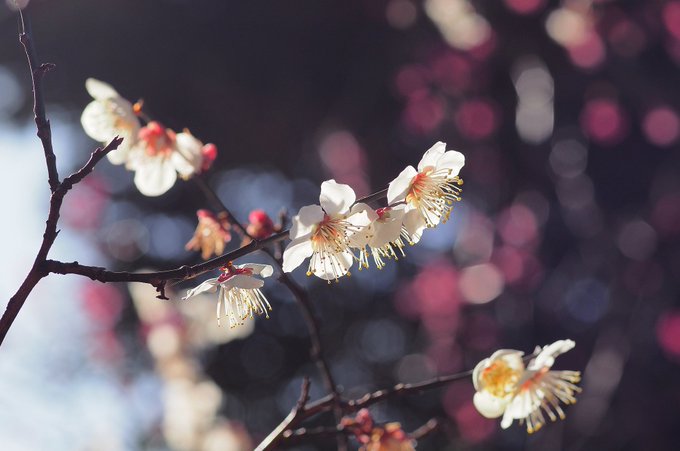 そんなWeb梅まつりでした。いつの間にやら春ですねえ。 