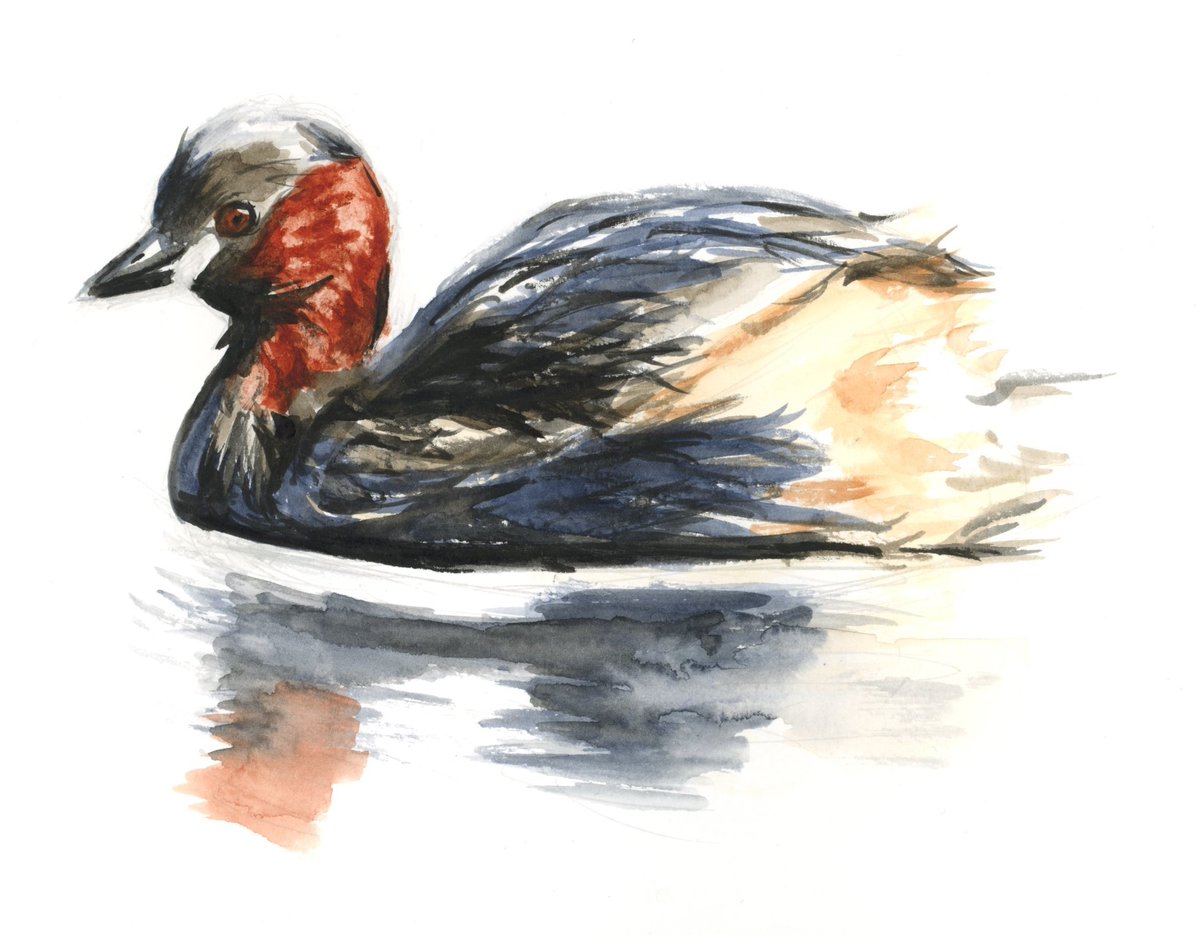 28 drawings later day 25: little grebe in summer plumage #birds #lovenature #britishwildlife #wildlifeart #littlegrebe #watercolour #painting