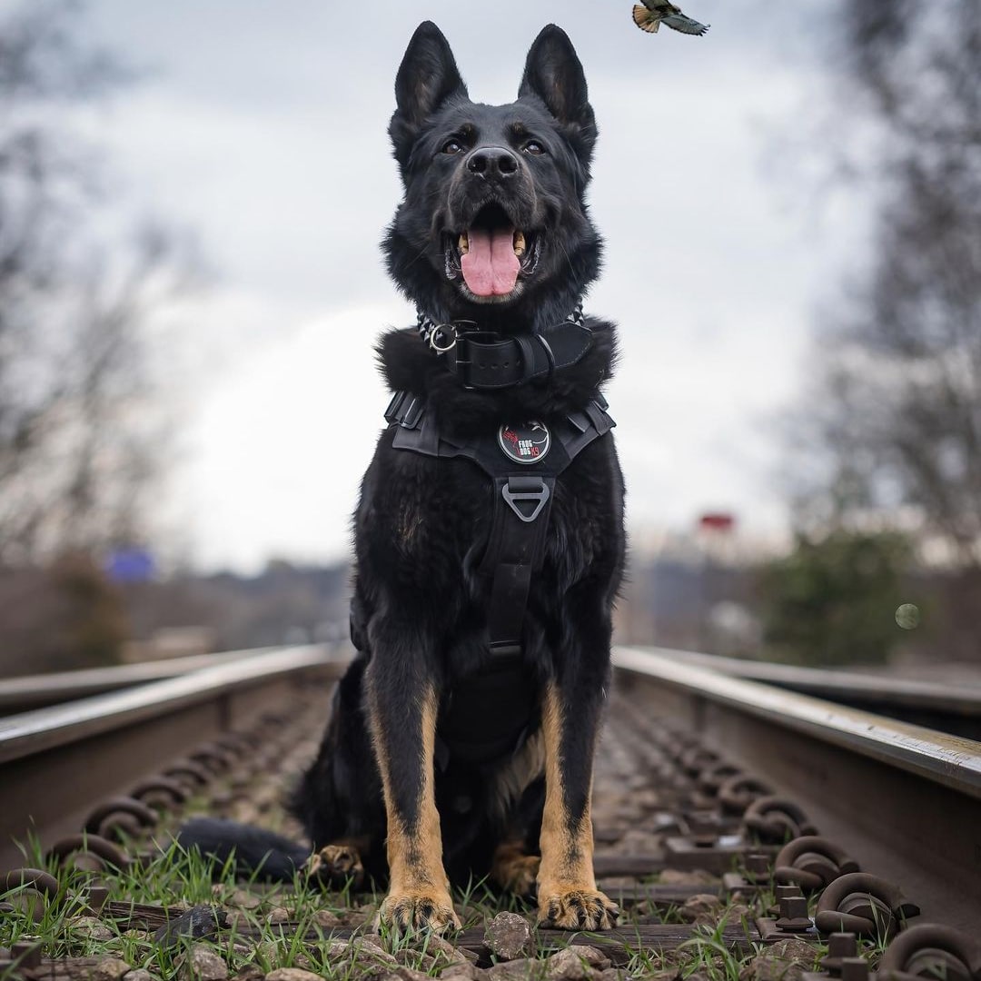 How cute🥰🥰
#DogsofTwittter #germanshepherd
#dogs #gsd #gsdlover