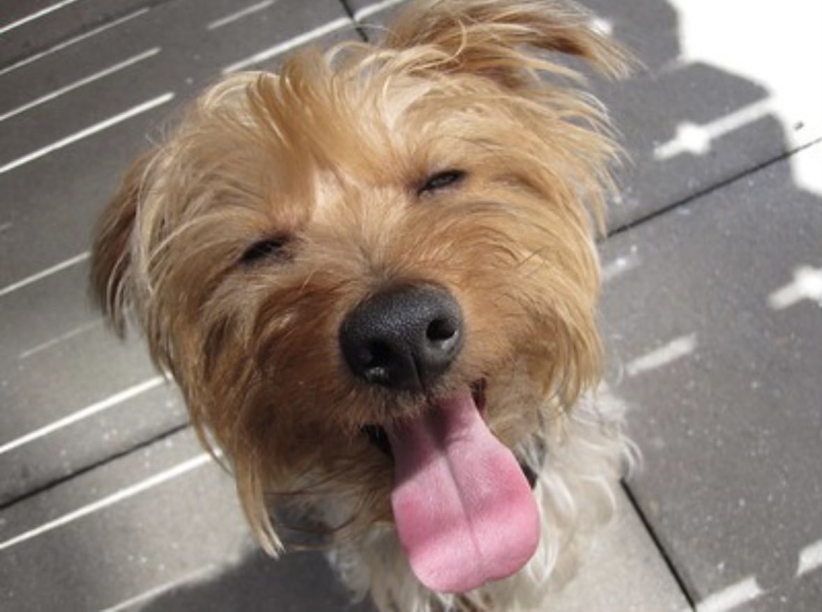 We don’t deserve dogs. 15 years of Chuck was not enough. 15/10 <a href="/dog_rates/">WeRateDogs</a>