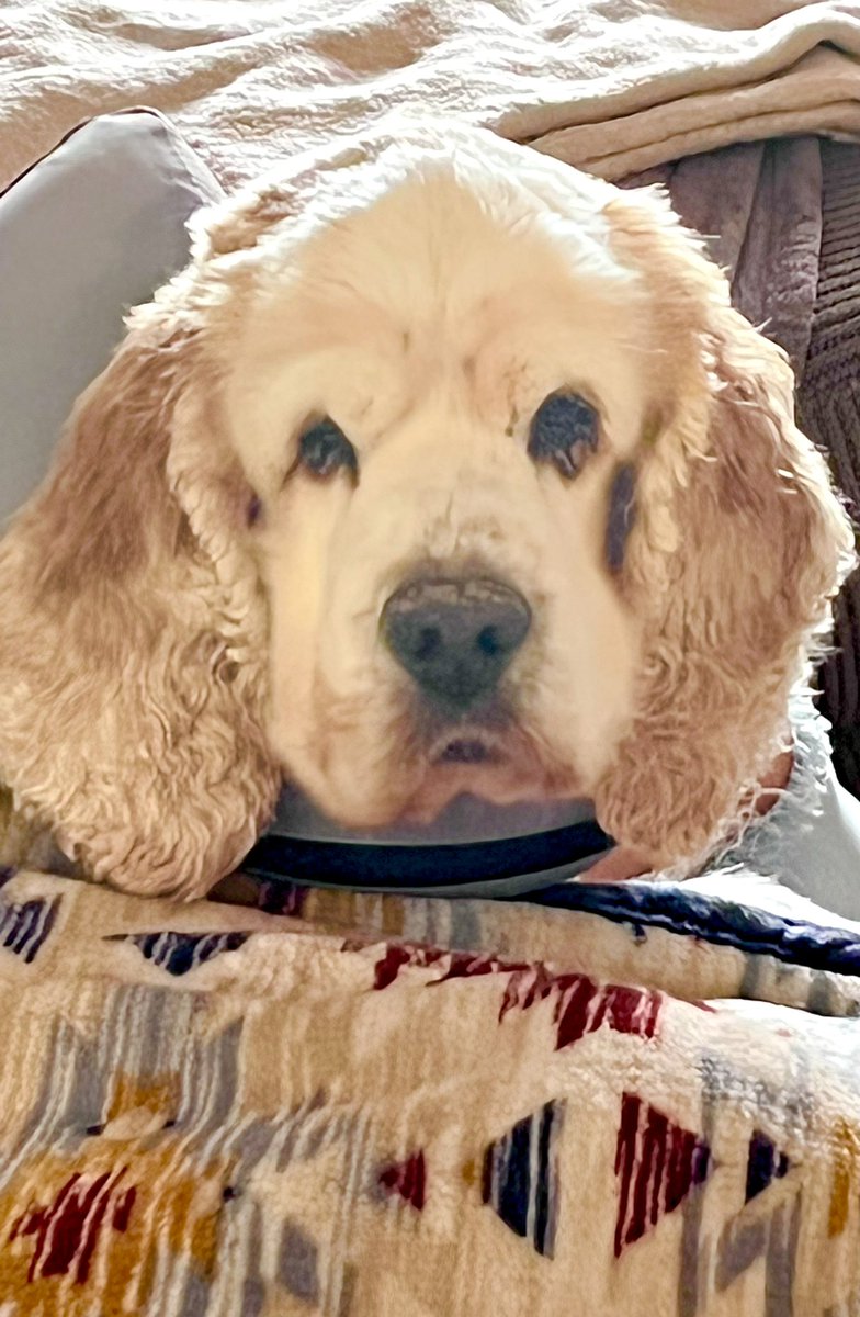 JoeDamicoWins's tweet photo. They call him “DICE, DICE, BABY” #dice #cockerspaniel #dog #dogs #spoiles #recuperating #vet #operation #poorbaby #dogsofinstagram #ilovemydog @1stladyofvegas https://t.co/GZmMbe4U3S