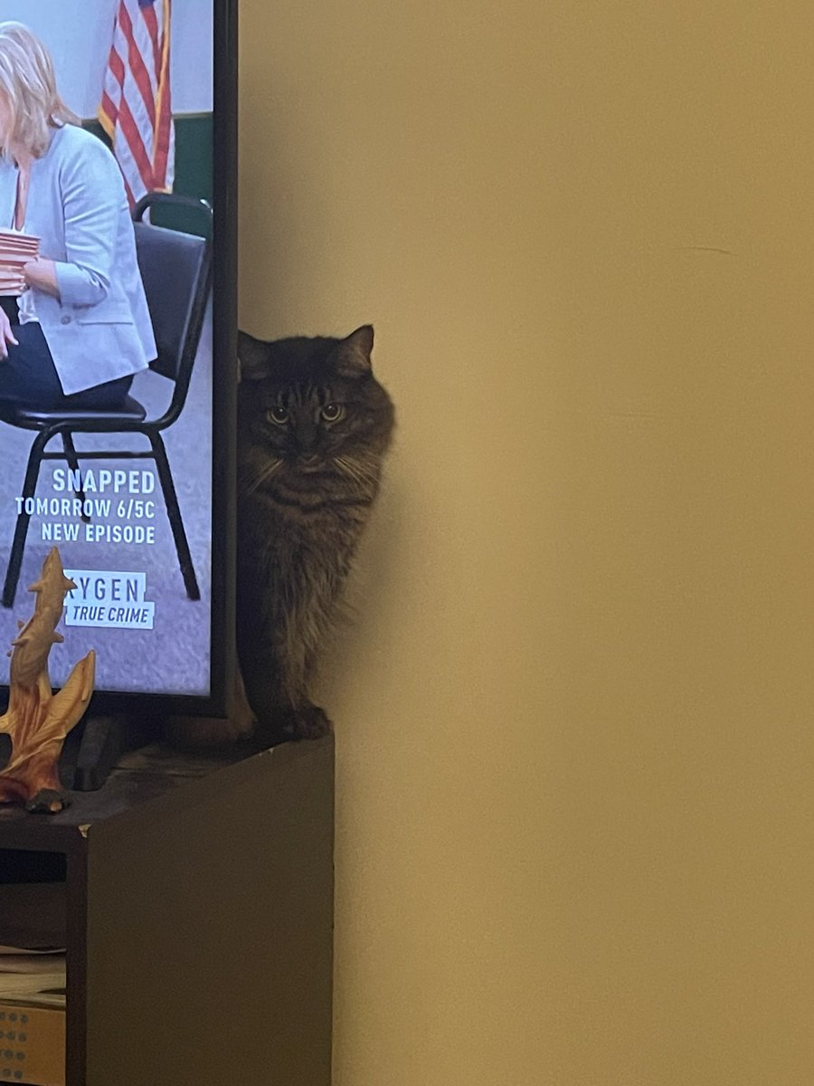 HeavenlyHues1's tweet photo. She watches everything! #CatsOfTwitter #Caturday #tabbycrew https://t.co/oCLoYPlN4d