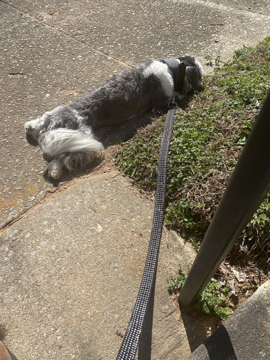 caddykim's tweet photo. Baby FairChild was ready to come in! Over it! Lol #FairChild #mamasbaby #mybestthing 🐶❤️💋 https://t.co/CgOcSrpJvu