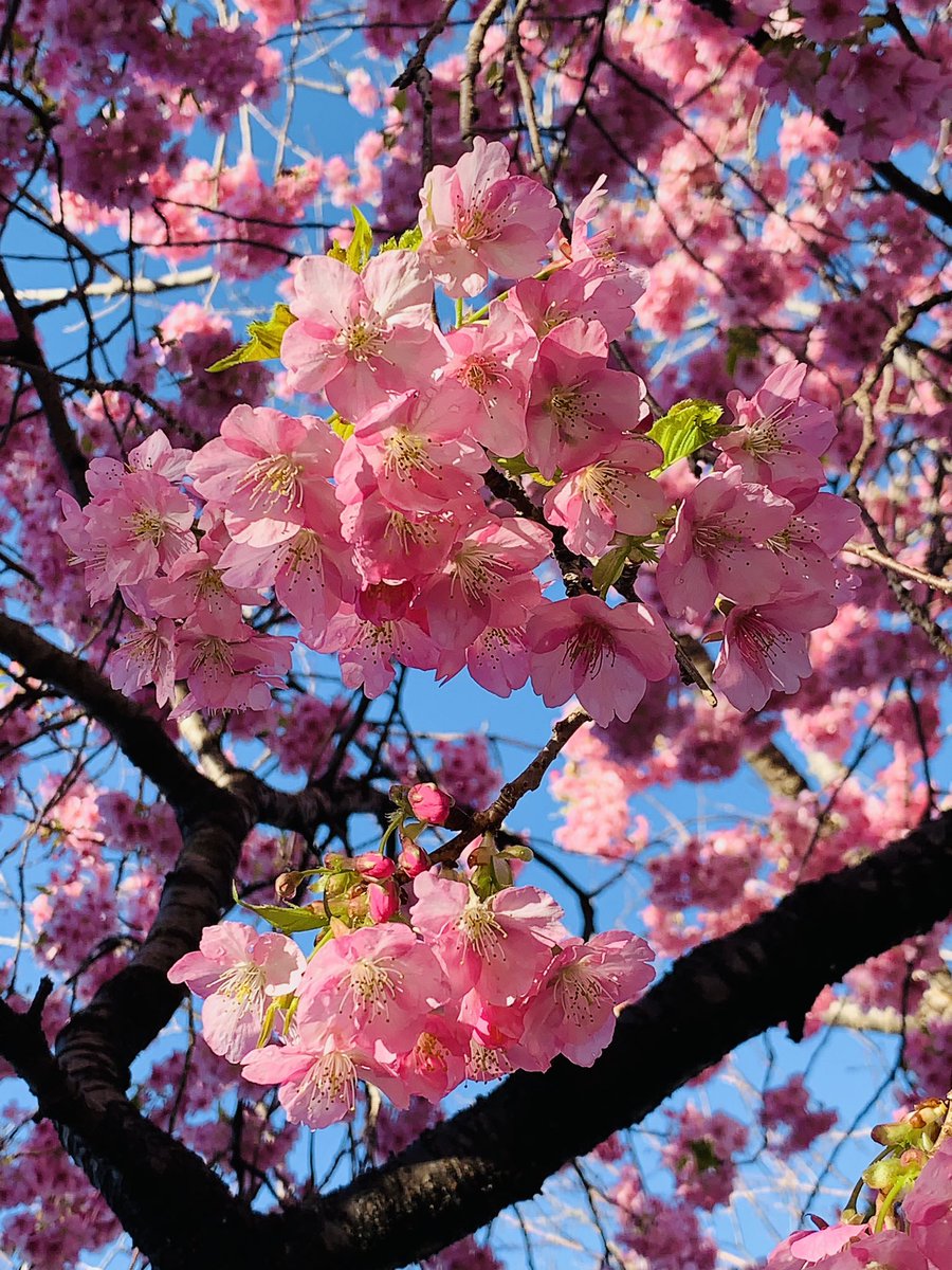 mache's tweet photo. 今年も河津桜見に来たら正に見頃 https://t.co/y5yu4eJVNE
