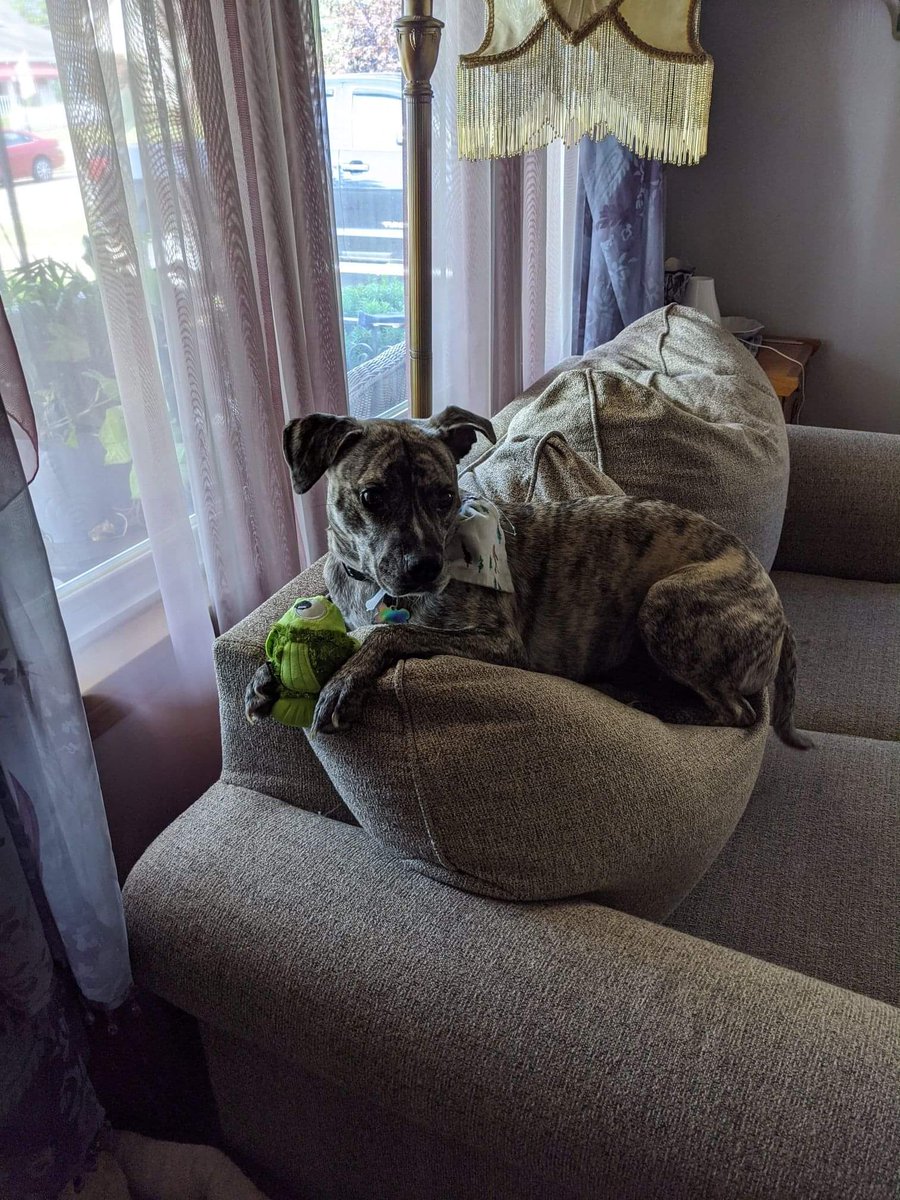 NutMilk1's tweet photo. The whole "pitbulls will do anything to bite a toddler" bit is pretty funny because this is what they're really like https://t.co/d7h4Qj1GnL