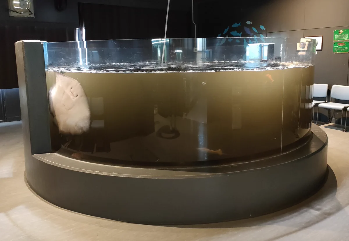 朝から水族館がお詫び！水槽の水は真っ黒！その原因は？
