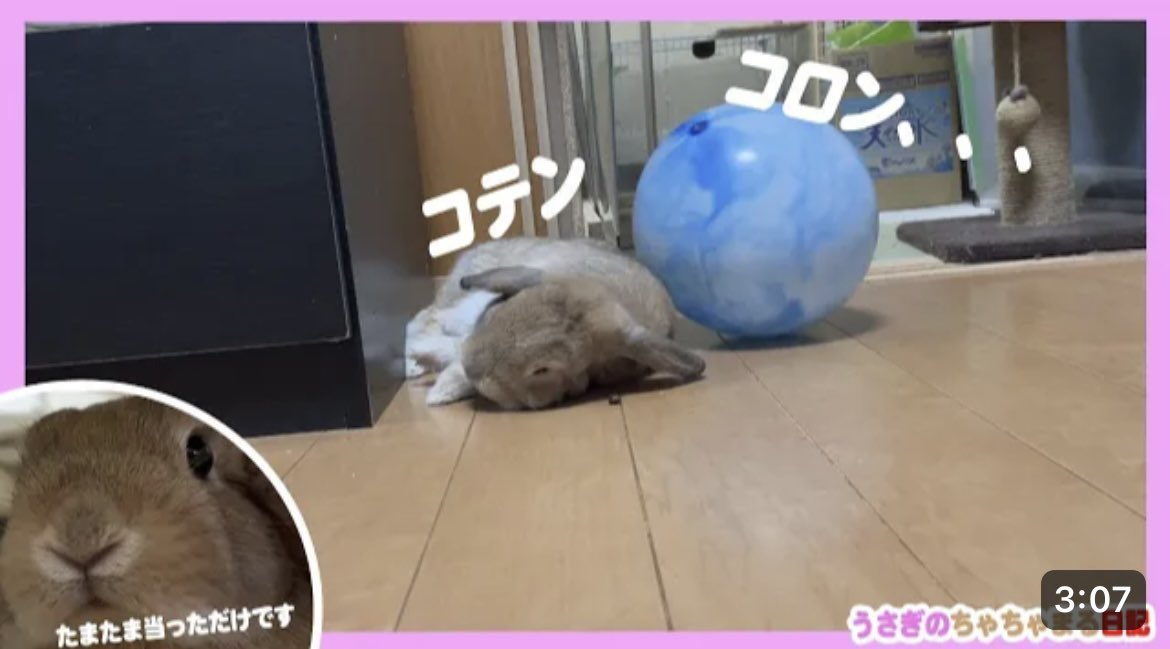 コテンした時にお尻がボールに当ってしまったウサギ!!うさぎのちゃちゃまる日記483話 youtu.be/X5Y-jTZrgQA <a href="/YouTube/">YouTube</a>より
おはようございます😊YouTube更新しましたので、よろしければご視聴、チャンネル登録よろしくお願い致します🙇🏻‍♀️