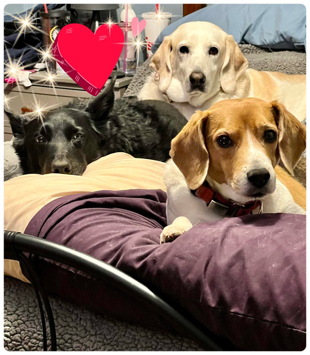 mamahawk34's tweet photo. @JamieLittleTV Thank you for all you do for the furbabies that need furever homes. We only rescue. #erinsangelsrescue https://t.co/MO09eYZ3WC