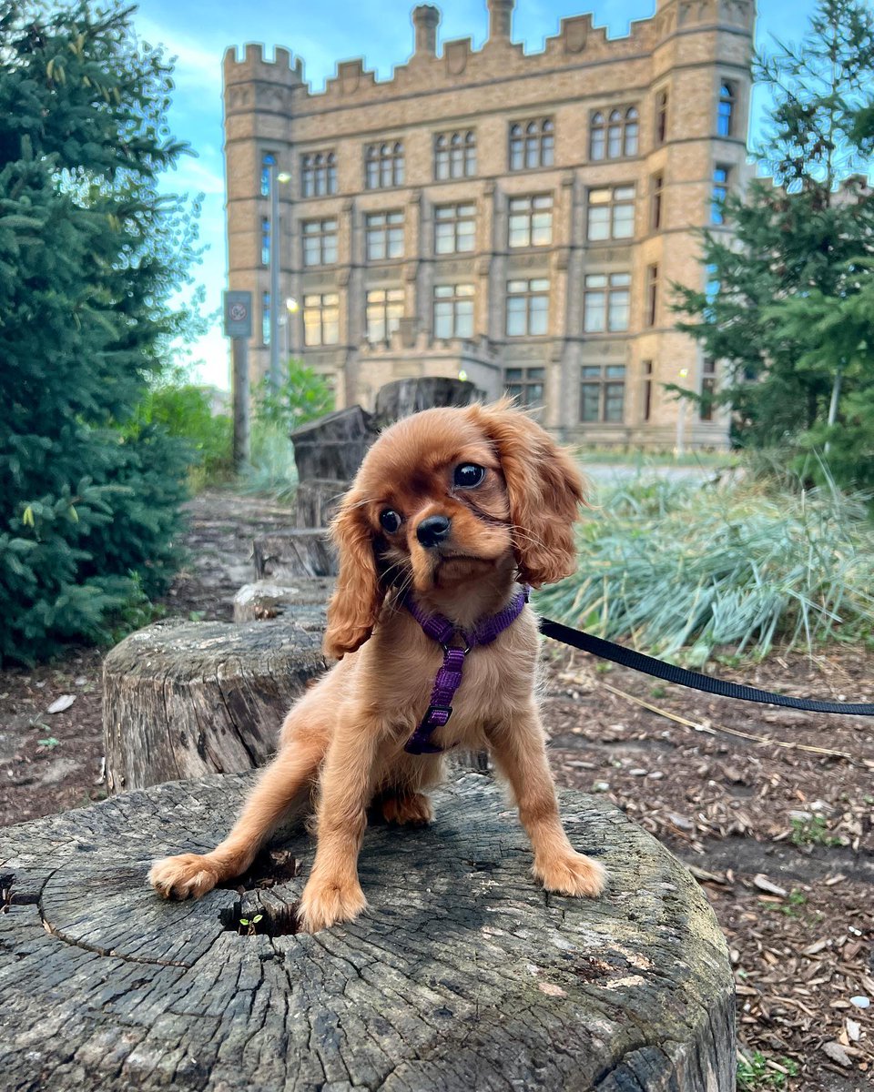 What's up, dog? 🐶 Want to see your furry friend in an upcoming exhibition? Share a photo of your "domesticated wolf" on social media and tag us, @MuseumOfNature and use the hashtag #WolfToWoof. Your dog's photo could be displayed in the #Museum! 📸 cavalierqueenjunieb on IG