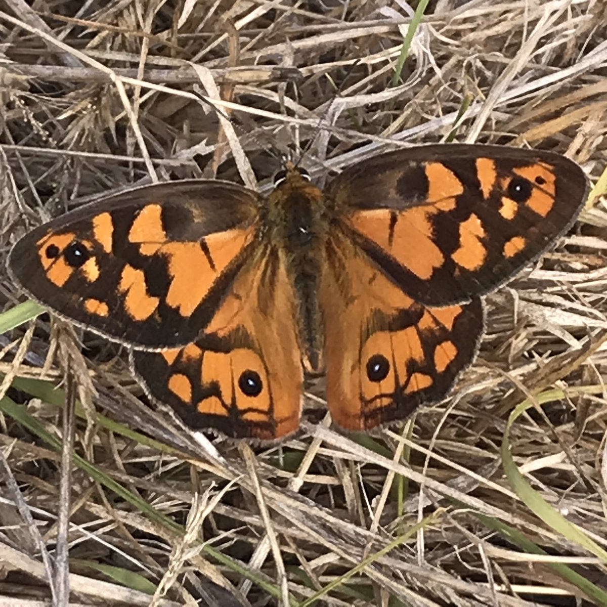 FocTrish's tweet photo. A very fresh Shouldered Brown taking the sun.
Such a plain name for this beauty.
Reckon Penelope’s Brown fits better (Heteronympha penelope)
Gippsland Red Gum grassy woodland 
#Gumaikurnai country #eastgippsland https://t.co/HuyUpdJ2ZW