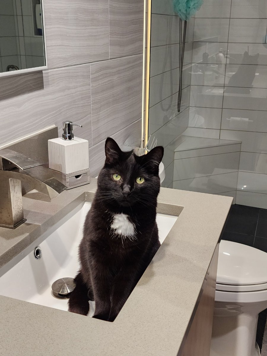 RubyInRipCity's tweet photo. Sister from another mister getting her glam on. #Moxie #Caturday #CatsOfTwitter #CatsOnTwitter https://t.co/dOtH7j76Pr