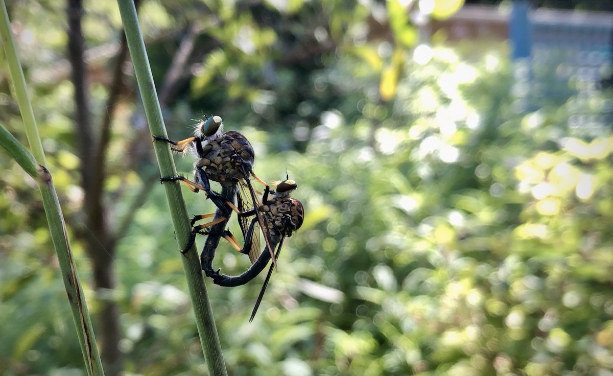 GlendaDowning's tweet image. Some #robberfly hanky-panky in the morning