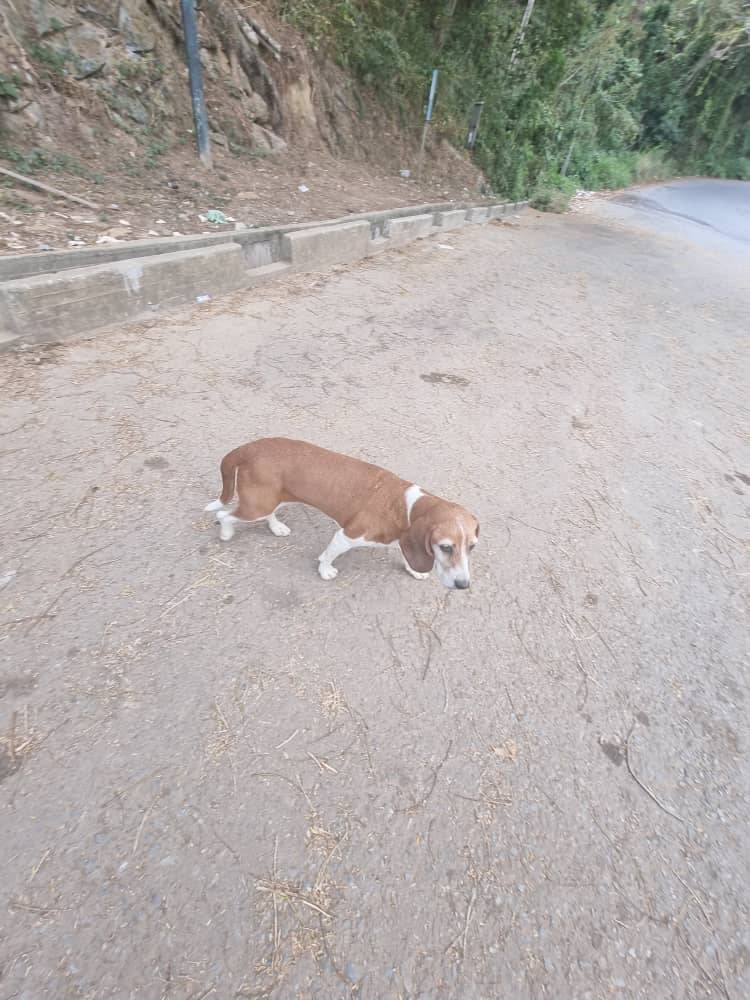 PerroUsuario's tweet photo. Reporta @yenisobeida: Esta perrita esta como perdida, esta hoy 25 en la vía del Encantado Macaracuay https://t.co/vHFcZfs8xO