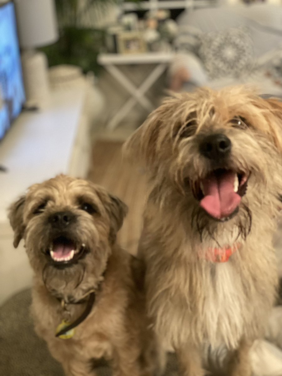 Miami Animal Rescue (@miaanimalrescue) on Twitter photo 