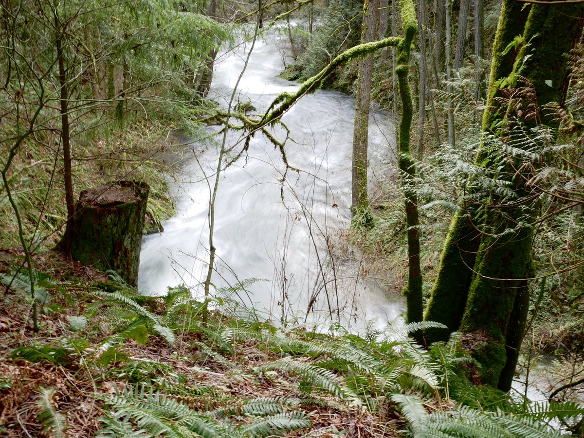 TonyCava's tweet photo. #SomethingBeautiful #BellinghamWA Archive- The creek just downstream of Whatcom Falls, April 2 2017. #WhatcomFalls #HandHeldPhotography #LongExposure #ThePhotoHour #Mosstodon https://t.co/saNutWcXHz
