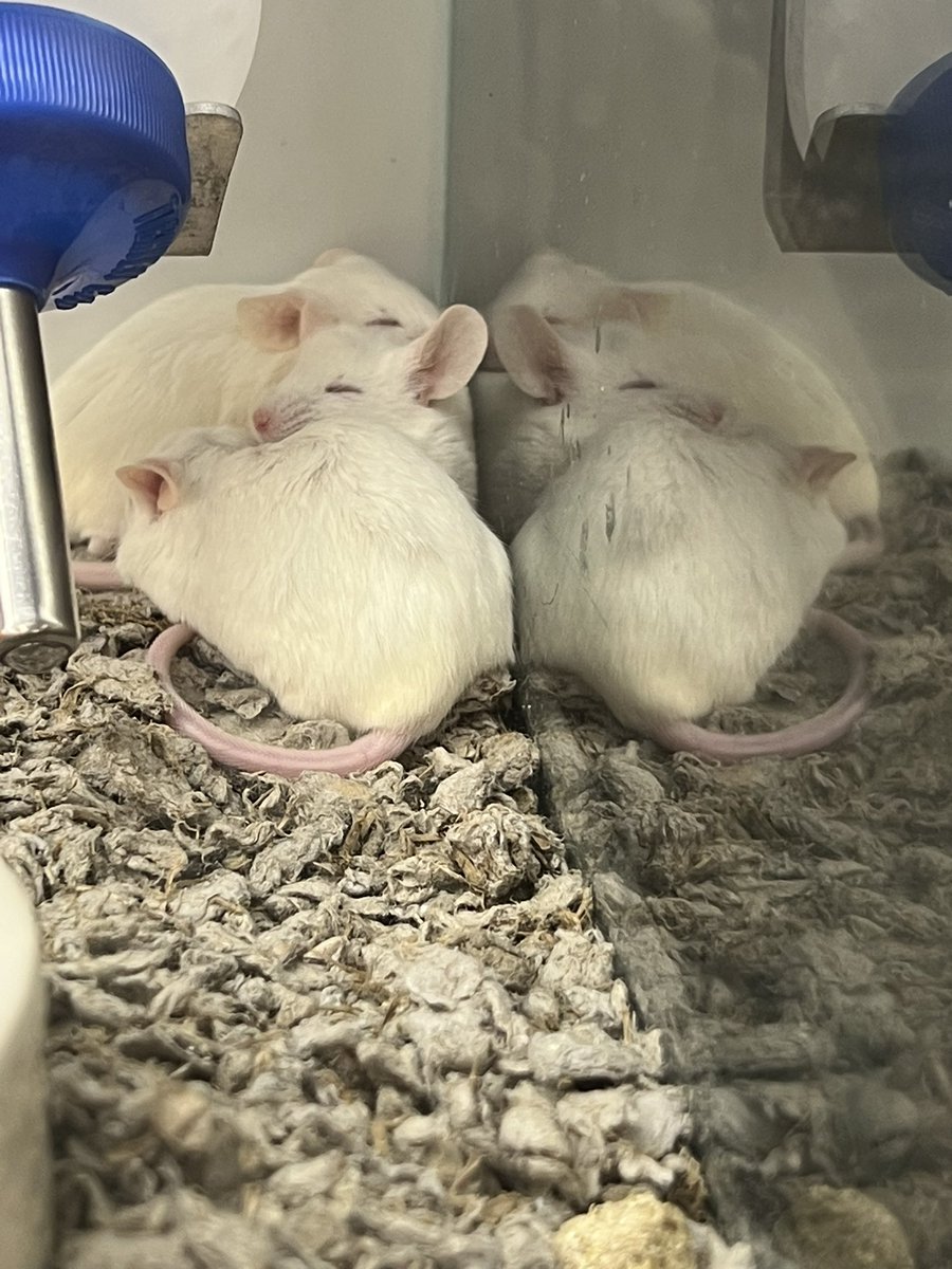 one rat, two rat, red rat, blue rat