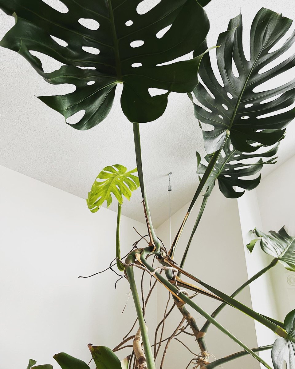 virtualbun's tweet photo. New leaf, new year, new me. Lots of changes the last few years - kids, houses, pets, mat leaves, a big ol’ pandemic. Decided to roll with the momentum and do the big scary thing: I quit my job. Excited to explore new avenues. 🤞 https://t.co/HPSmE4zSpl