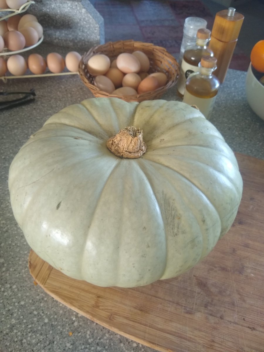 And so the pumpkin battle begins. First one came in at 6.9kg and I've only managed to use 400g of it in a pumpkin pie. <a href="/StatsUoA/">Department of Statistics, University of Auckland</a> colleagues have a lot more pumpkin laden baking to come 🎃