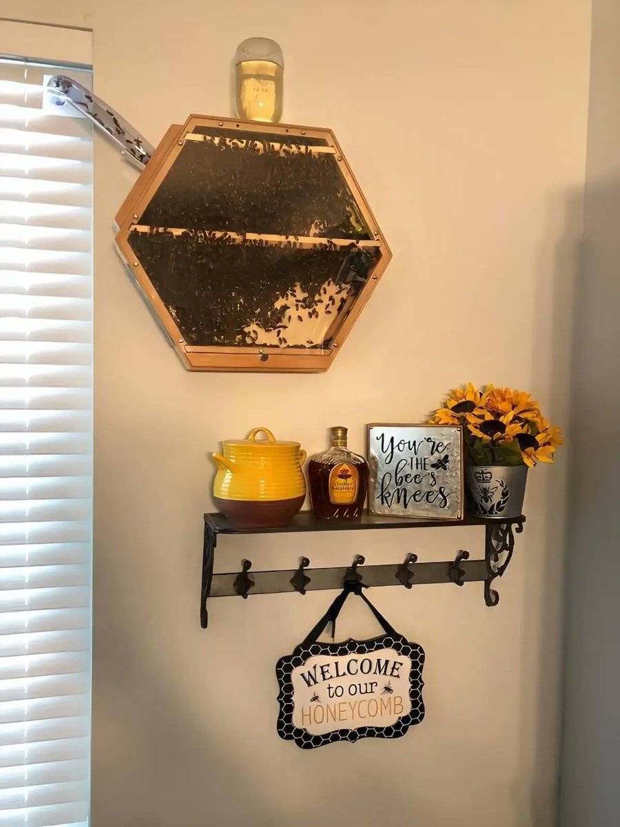 RincnCuriosoo's tweet photo. ABEJAS EN CASA.

Una colmena completamente funcional, en la que se necesita de un tubo que conecte con el exterior para que las abejas puedan salir y entrar en la colmena de forma segura. https://t.co/3dqH07kVv2