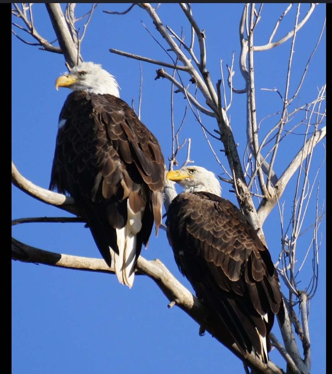 boss_comicsfoco's tweet photo. There's an eagle flying around City Park! Sneak a peek 👀 when you pick up your books this week.

If you could have any animal as a pet, what would it be? https://t.co/B3RpLhYQAv