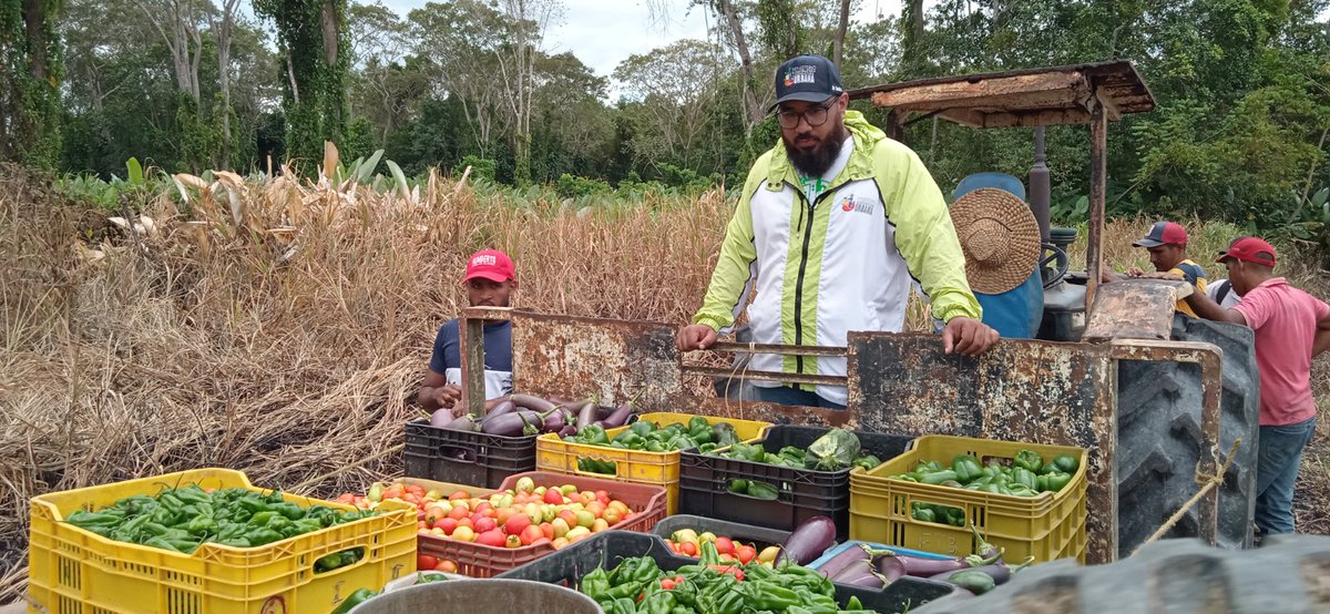MinAlimenVen's tweet photo. #DeltaAmacuro | En convenios de la Misión Alimentación y el Ministerio de Agricultura Urbana, se beneficiaron a través del programa #MClapEsProductivo con ventas de hortalizas a bajo costo las comunidades de Deltaven, Almendrones, San Miguel y Villa Rosalia de #Tucupita https://t.co/XWBSOvI2CQ