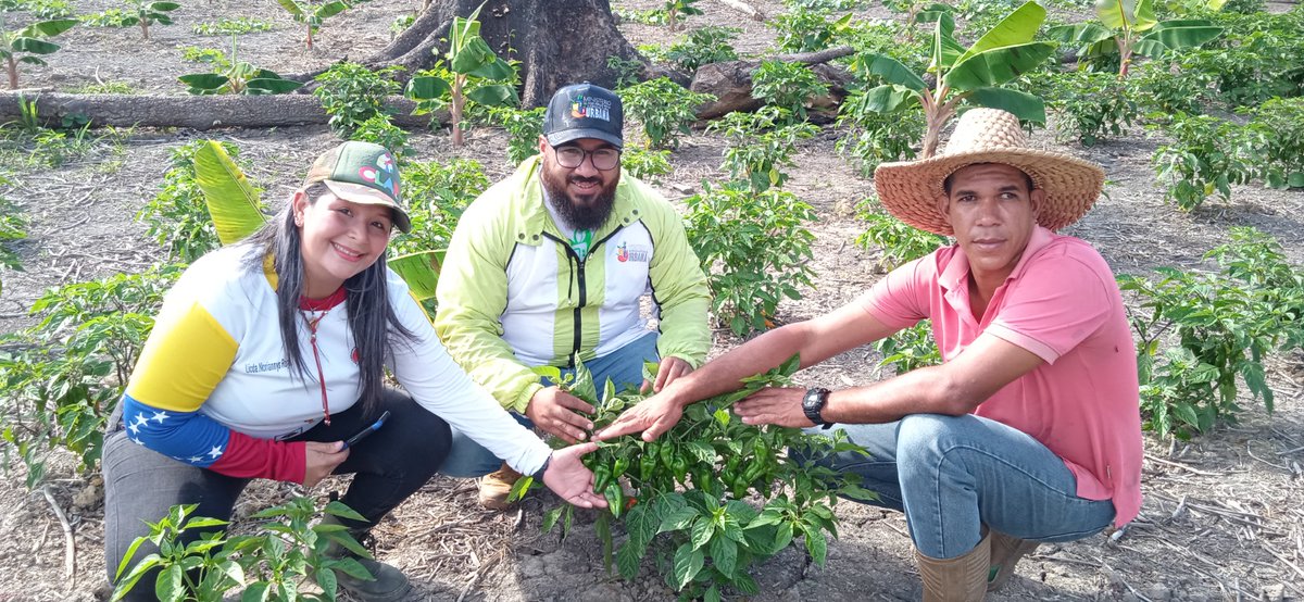 #DeltaAmacuro | En convenios de la Misión Alimentación y el Ministerio de Agricultura Urbana, se beneficiaron a través del programa #MClapEsProductivo con ventas de hortalizas a bajo costo las comunidades de Deltaven, Almendrones, San Miguel y Villa Rosalia de #Tucupita