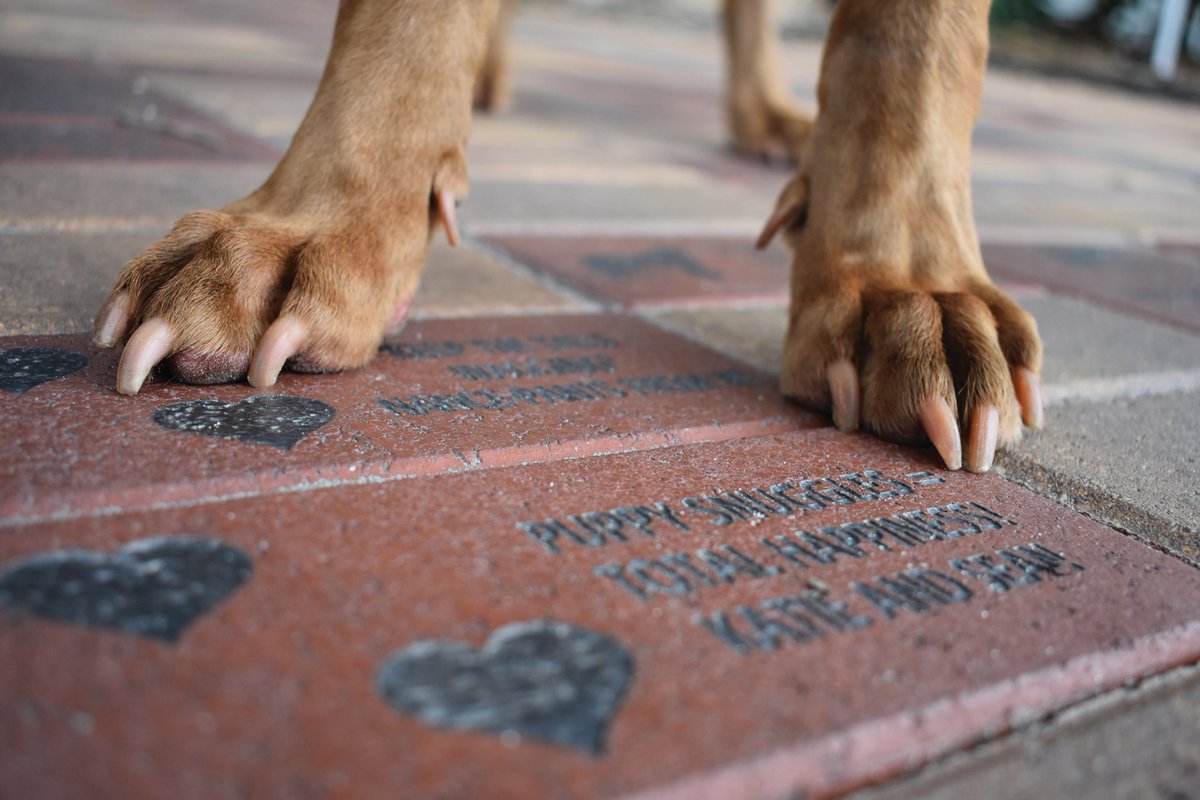 PawsUpTampa's tweet photo. Looking for ways to help the @HumaneTampaBay in their mission to end animal homelessness? Apart from donating directly, you can also visit their shop and browse their merchandise and special products at https://t.co/Qde9eCJVAj! https://t.co/J04NJfvSrZ