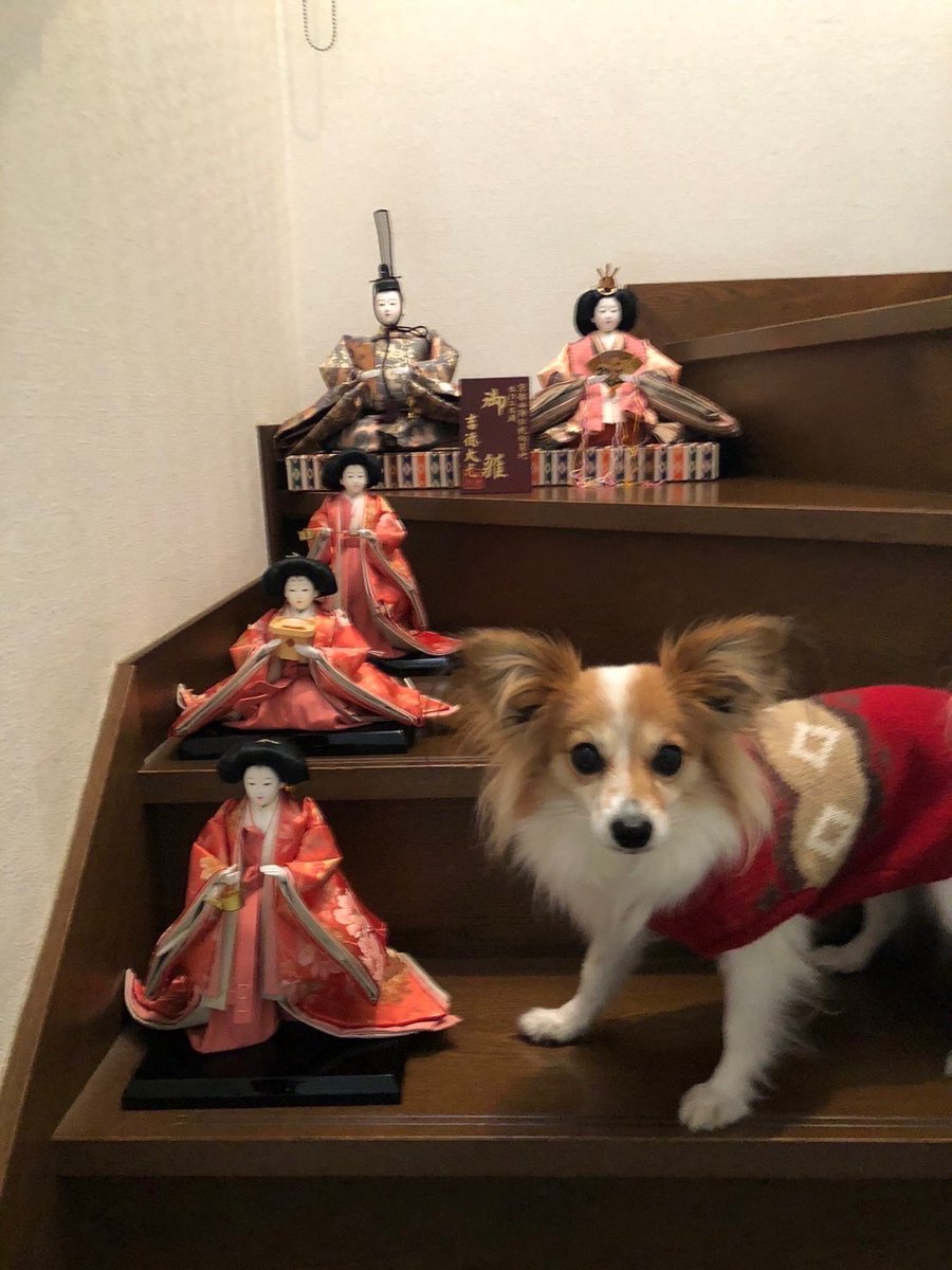 Frich_official's tweet photo. 今日はひなまつり🎎
わんこもおひなさまの仲間入りです🐶
すこしずつ暖かい日も増えてきてご機嫌です🌸
#frich #犬好き #ペットカート共済 #犬好きさんと繋がりたい #犬のいる暮らし #ひな祭り #ひなまつり
#ペット #春 #企業公式が地元の天気を言い合う #企業公式つぶやき部 #犬 https://t.co/MAXMKZ42GW