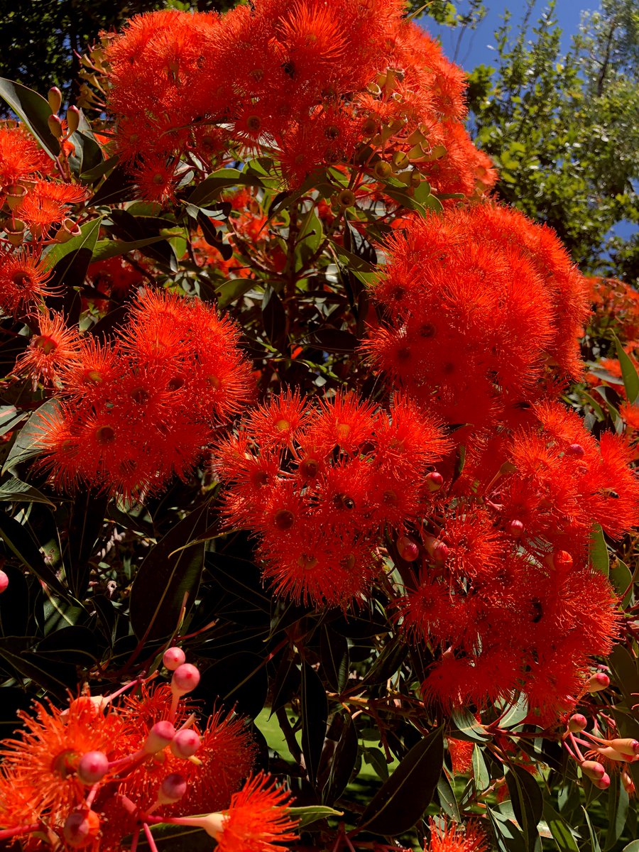 #friendsofficifolia 

This #eucbeaut undoubtedly stops people in their tracks when it is time to show off those fiery crimson blooms! 

My vote for #eucalyptoftheyear is torn between my two faves, Karri & the red flowering gum! @EucalyptAus