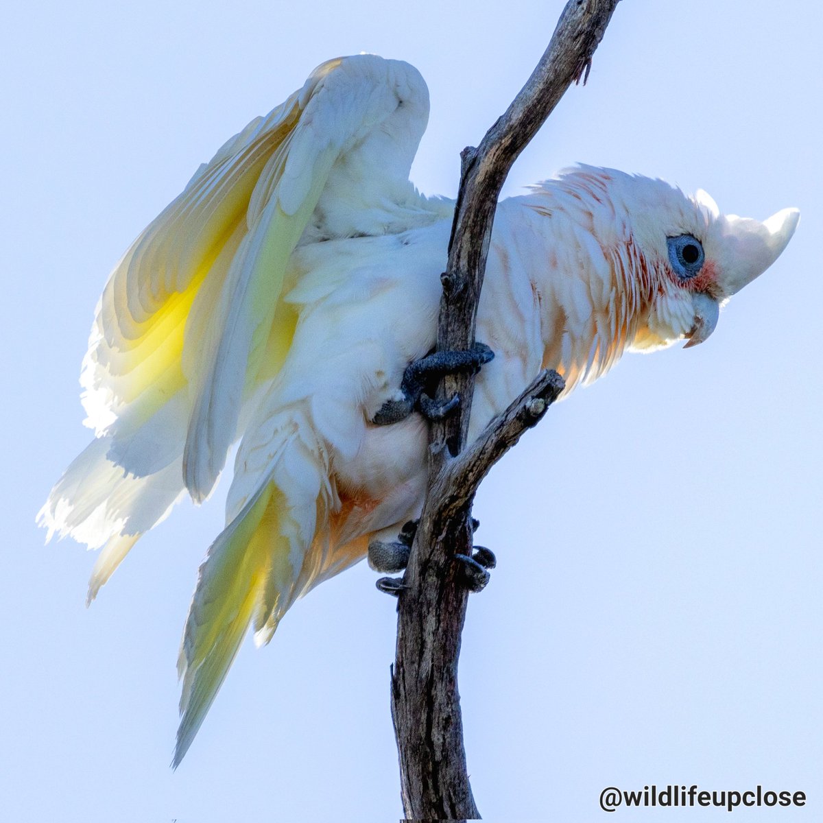 Bare Eyed Cockatoo 🇦🇺 #animals #birds #wildlifeupclose 🎬 ➡️ youtube.com/wildlifeupclose