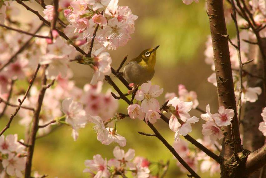 amidst pink petals
chirping birds find sweet refuge
spring's symphony blooms

#haiku #haikuchallenge