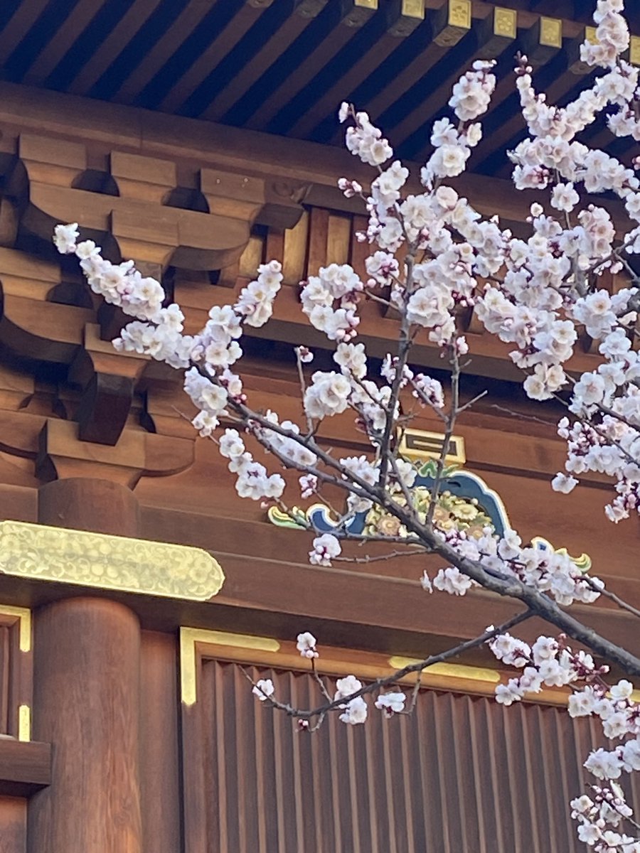湯島天神
#梅まつり https://t.co/5oQhjX371P