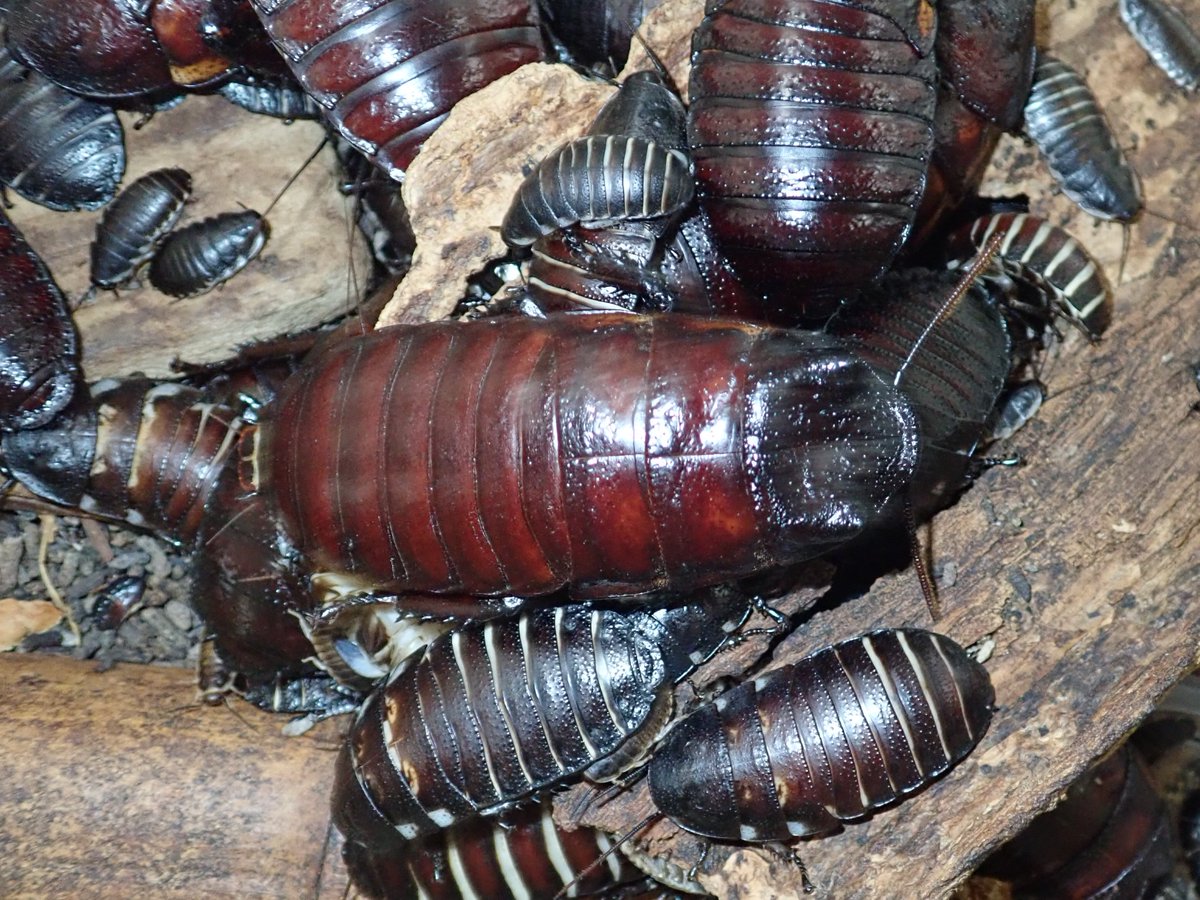 マダガスカルオオゴキブリはマダガスカル島に生息する大型のゴキブリで
