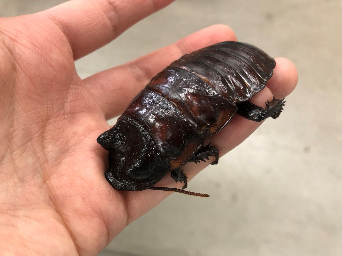 マダガスカルオオゴキブリはマダガスカル島に生息する大型のゴキブリで 