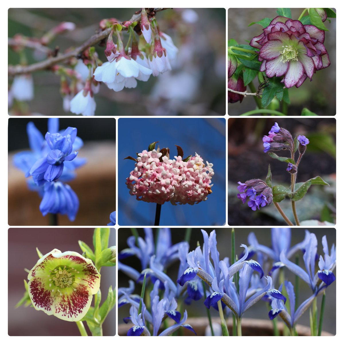 What I found in #mylittlegarden this week
#sevenonsunday #gardening #sundayvibes #GardeningTwitter