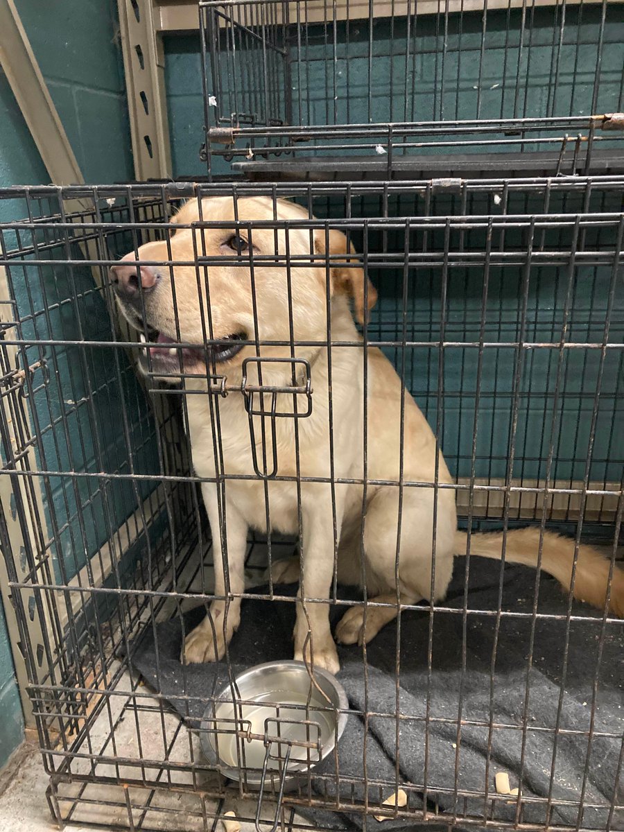 WaucondaPD's tweet photo. This cute girl 🐶 was found on Heron Ln in Liberty Lakes subdivision.  If you have any info to help reunite her with her family, please call 847–526–2421. #founddog #lostdog https://t.co/sJx8jrGg1f