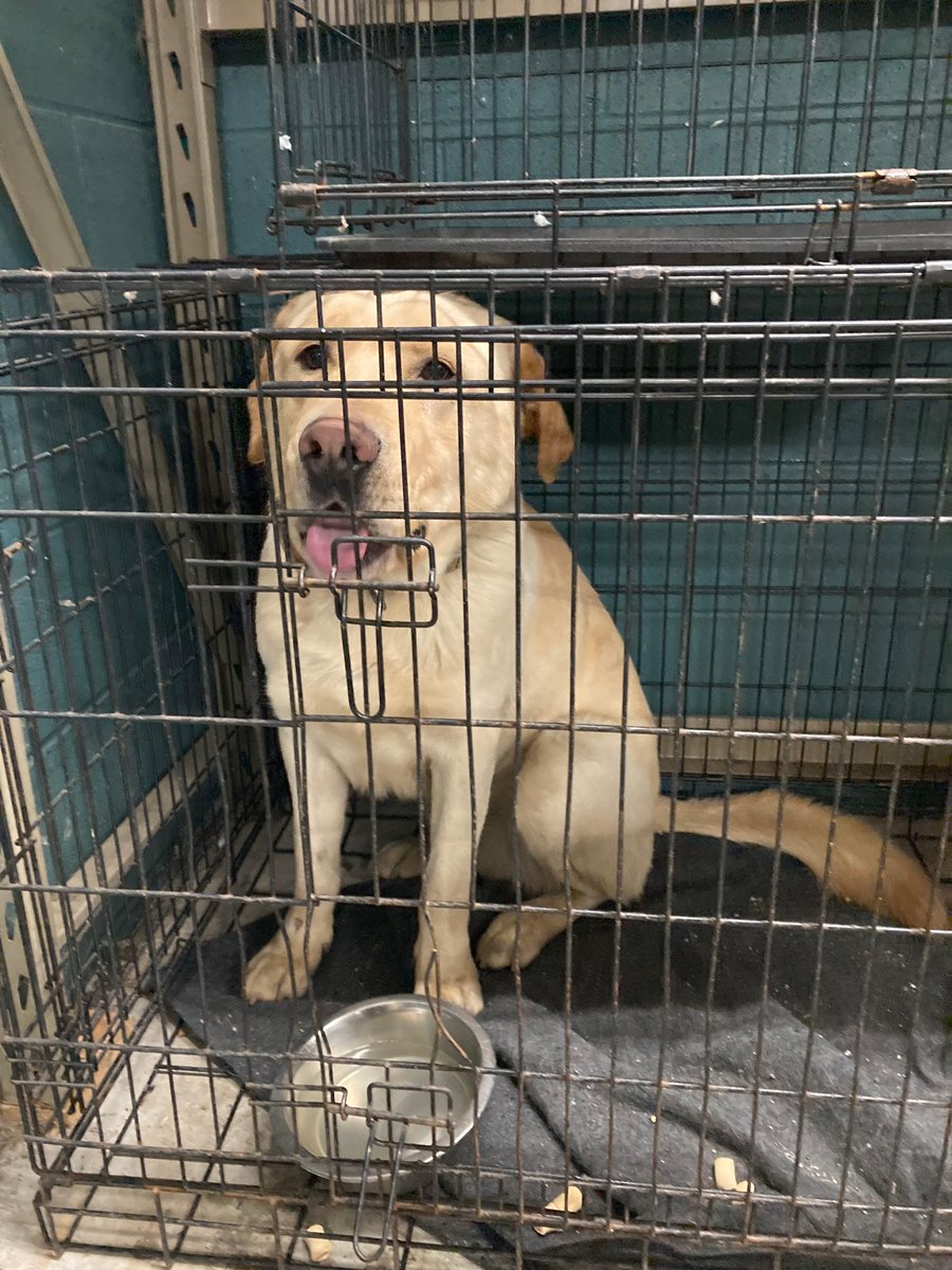 WaucondaPD's tweet photo. This cute girl 🐶 was found on Heron Ln in Liberty Lakes subdivision.  If you have any info to help reunite her with her family, please call 847–526–2421. #founddog #lostdog https://t.co/sJx8jrGg1f