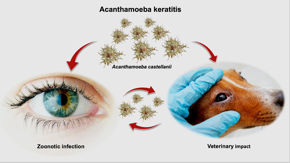 #parasitology
Should Veterinary Practitioners Be Concerned about #Acanthamoeba Keratitis?
#epidemiology #diagnostics #treatment 
#host-parasite 
mdpi.com/2673-6772/1/1/2
