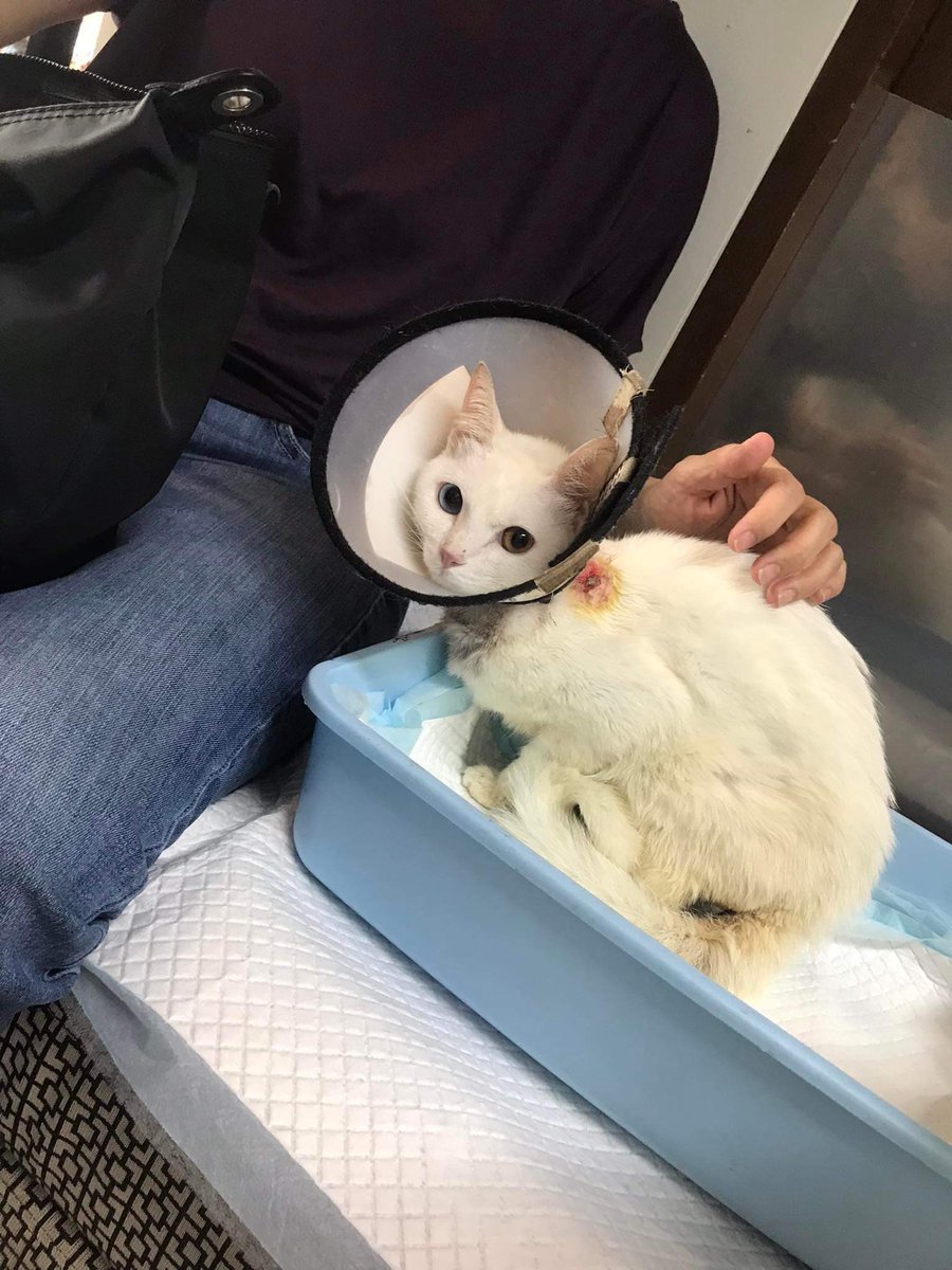 NeverlandTI's tweet image. My cat has been urinating blood due to his high white cell count 😢

Once again I am selling treasure island trips to help pay for his bills and medication🥺 

Any donation amount also merits a trip to my treasure island! RTs are appreciated.

paypal.com/paypalme/riann…