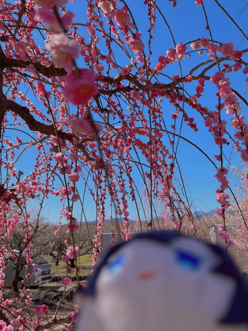 天気が良いので散歩に来たんだけど花粉と風が強くてどんどん写真が下手になる。鼻水まみれている。 
