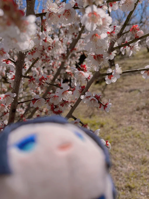 天気が良いので散歩に来たんだけど花粉と風が強くてどんどん写真が下手になる。鼻水まみれている。 