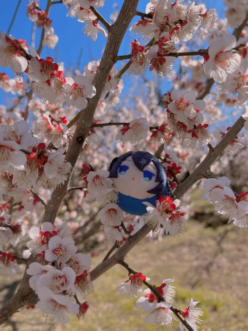 天気が良いので散歩に来たんだけど花粉と風が強くてどんどん写真が下手になる。鼻水まみれている。 