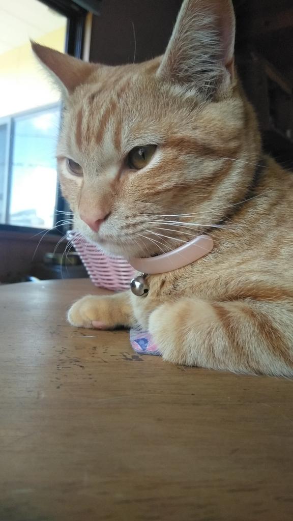 RIIL28388176's tweet photo. ☀︎𝓖𝓸𝓸𝓭 𝓶𝓸𝓻𝓷𝓲𝓷𝓰☀︎
おはにゃん🐱
もう昼だにゃ…😩💨
だけど寝るにゃ😴
おやすみにゃ🐈
ご飯になったら起きようかにゃ？🐱 #猫がいる暮らし 
 #猫の幸せ顔選手権
 #茶トラ https://t.co/k2m9GSFP63